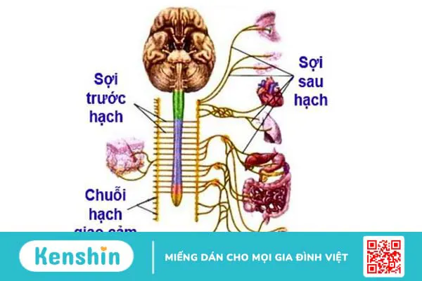 Hệ thần kinh giao cảm có vai trò gì? Cấu trúc và ý nghĩa lâm sàng trong hệ cơ quan 2