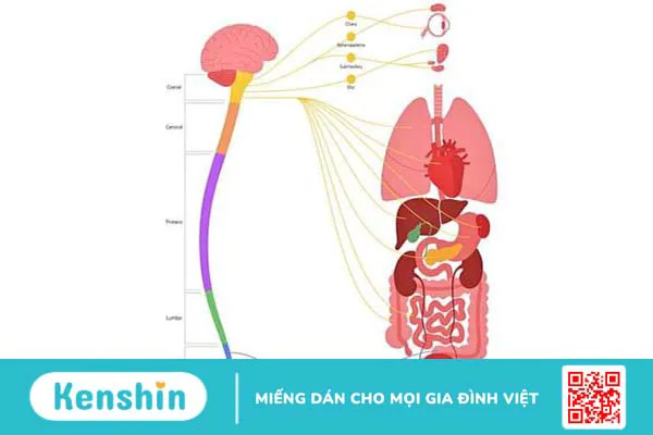 Hệ thần kinh giao cảm có vai trò gì? Cấu trúc và ý nghĩa lâm sàng trong hệ cơ quan 3