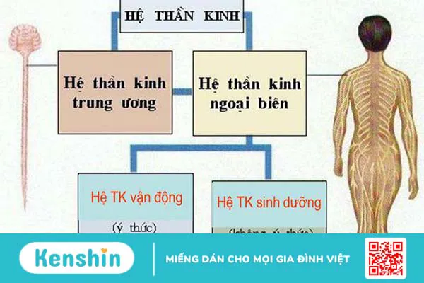 Hệ thần kinh thực vật: Cấu tạo, chức năng và bệnh lý phổ biến 2