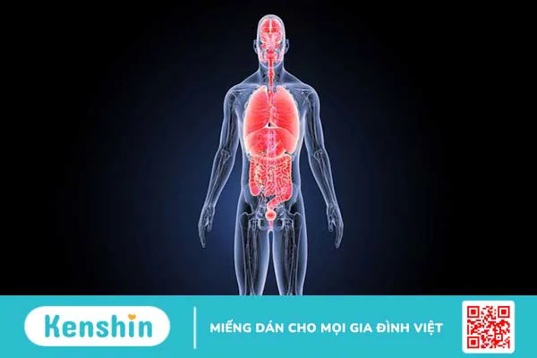 Hệ thống nội tiết gồm bộ phận nào và Rối loạn hệ thống nội tiết 2