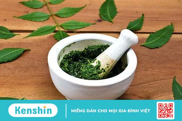 Cây đại tướng quân trị thoát vị đĩa đệm có tốt không? 2