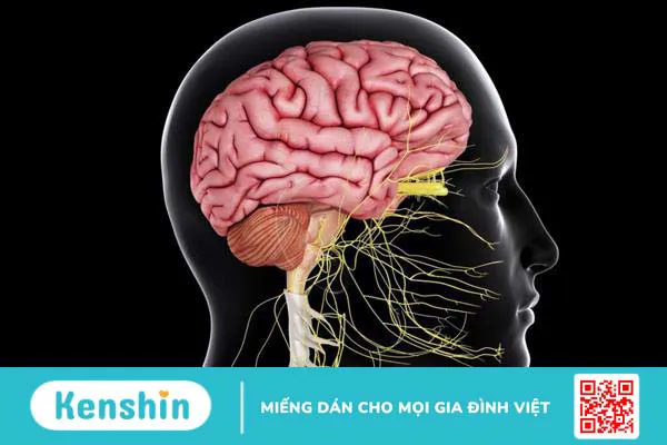 Hội chứng đau xơ cơ: Bản chất, nguyên nhân và biểu hiện bệnh mà bạn nên biết 1