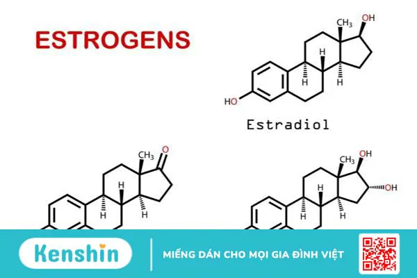 Estrogen là hooc mon sinh dục nữ