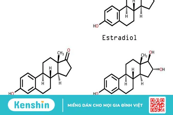 Hormone Estrogen: Vai trò và tác dụng đối với cơ thể con người 2