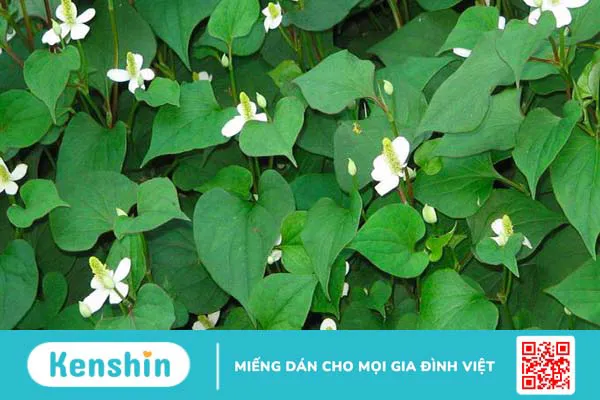 Hướng dẫn cách làm bột diếp cá đơn giản tại nhà 2