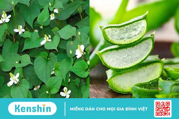 Hướng dẫn cách làm bột diếp cá đơn giản tại nhà 3