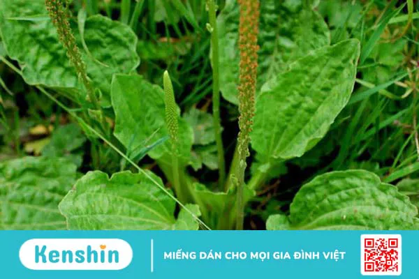 Hướng dẫn cách trị mụn đầu đinh dân gian đơn giản tại nhà