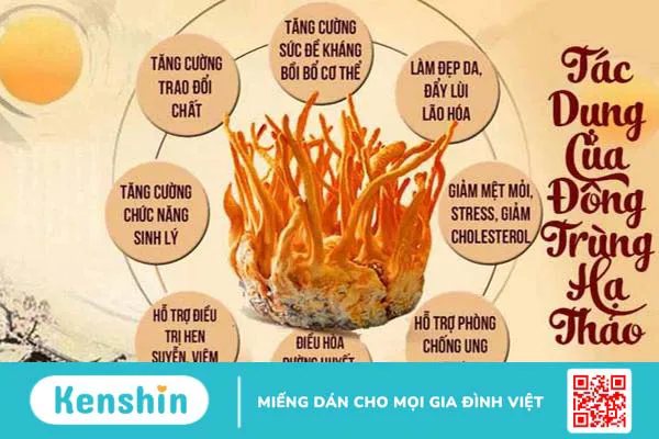 Hướng dẫn pha trà đông trùng hạ thảo khô 1