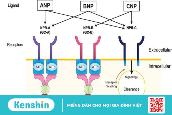 Khái quát về Hormone Anp là gì? Ứng dụng Hormone Anp trong điều trị 2