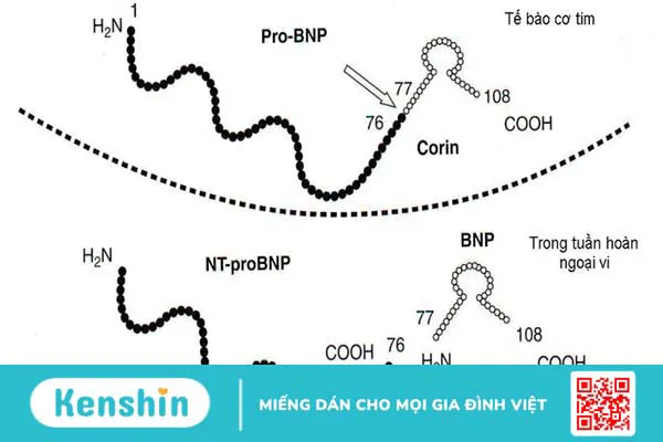 Khái quát về Hormone Anp là gì? Ứng dụng Hormone Anp trong điều trị 3