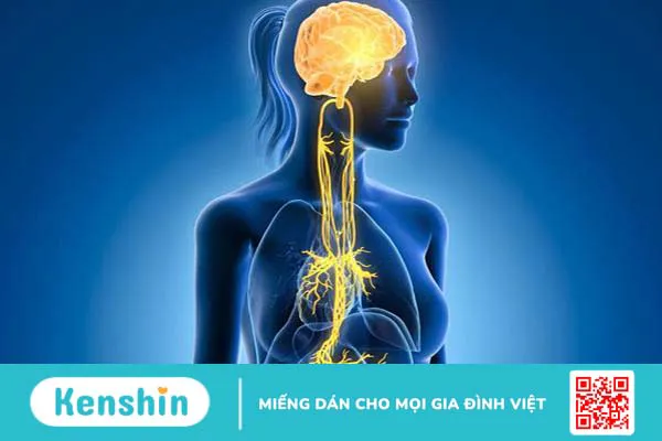 Kích thích thần kinh phế vị là gì? Quy trình thực hiện từng bước ra sao? 1