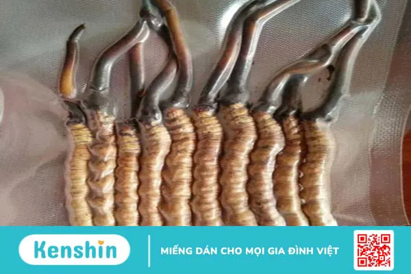 Mách bạn cách bảo quản đông trùng hạ thảo tươi hiệu quả 2