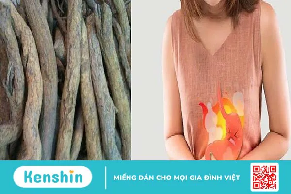 Mẹo dùng rễ cây sim chữa bệnh dạ dày không phải ai cũng biết 2