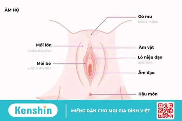 Môi âm hộ và những thông tin phái đẹp nên biết 2