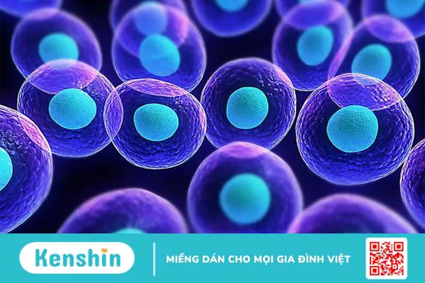 Nhân con là gì? Cấu tạo, chức năng và nguồn gốc của nhân con