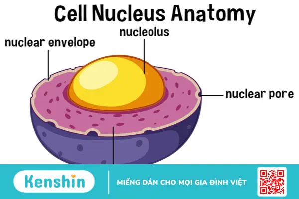 Nhân con là gì? Cấu tạo của một tế bào gồm những thành phần nào?2