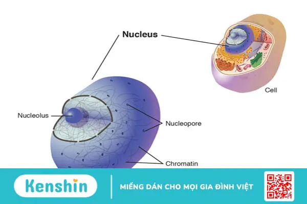 Nhân con là gì? Cấu tạo của một tế bào gồm những thành phần nào?3