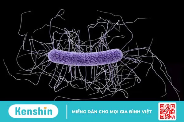 Nhiễm Clostridium Difficile có những triệu chứng gì? 1