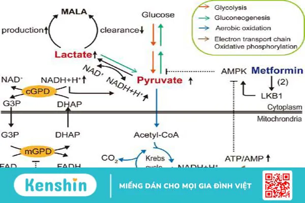 Nhiễm toan lactic ở người bị đái tháo đường uống metformin 3