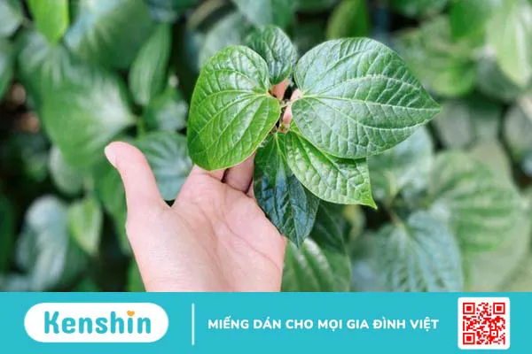 Những cây thuốc chữa thoái hóa đốt sống cổ hiệu quả cao và lành tính 3