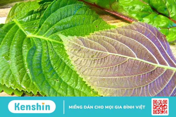 Những người nào không nên uống nước lá tía tô? 1