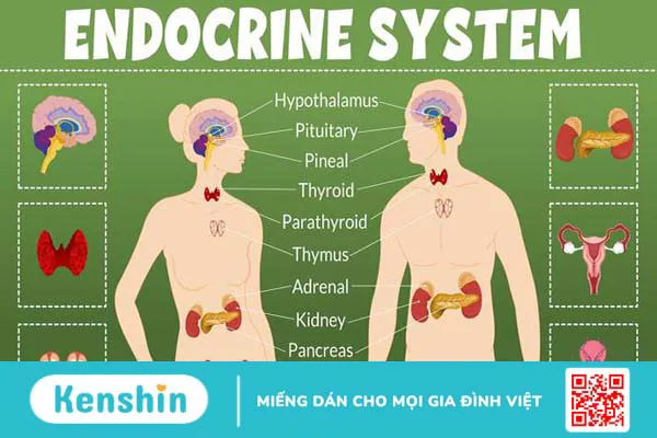 Nội tiết là gì? Hệ nội tiết trong cơ thể 1