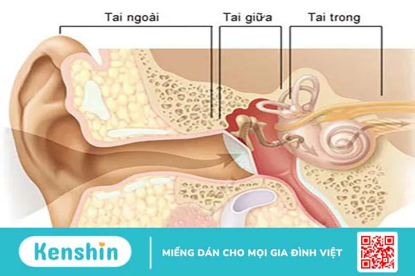 Ống tai ngoài nằm ở đâu? Tìm hiểu bệnh viêm ống tai ngoài 1