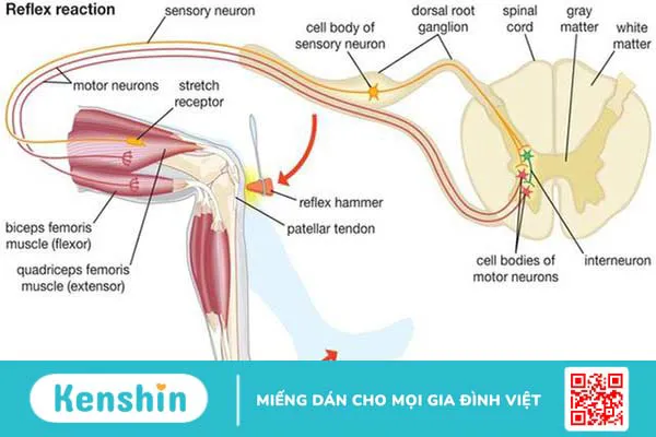 Phản xạ không điều kiện là gì và tại sao nó quan trọng? 2