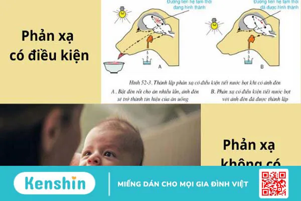 Phản xạ không điều kiện là gì và tại sao nó quan trọng? 4