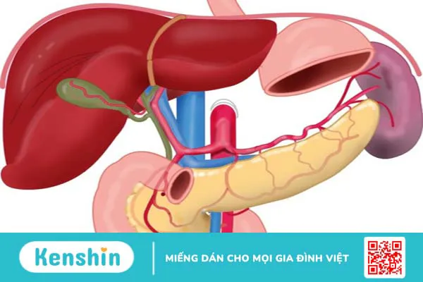 Phình động mạch lách: Nguyên nhân, triệu chứng, chẩn đoán và phương pháp điều trị 1