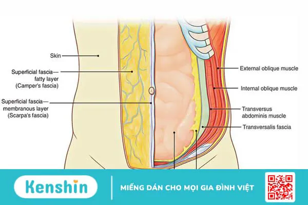 Phúc mạc là gì? Nguyên nhân gây viêm phúc mạc 2