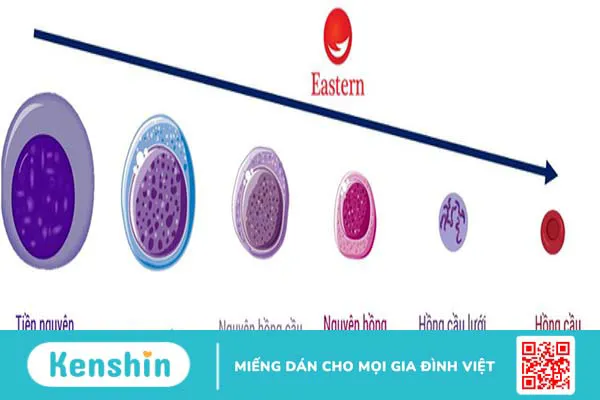 Quy trình thực hiện xét nghiệm hồng cầu lưới