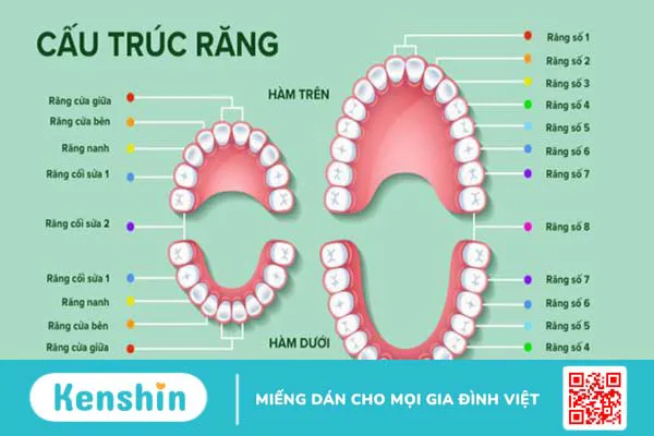 rang-nguoi-truong-thanh-co-bao-nhieu-cai 1.webp