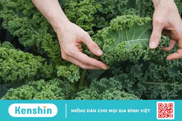 Rau ăn lá màu xanh tốt cho não bộ không? 2