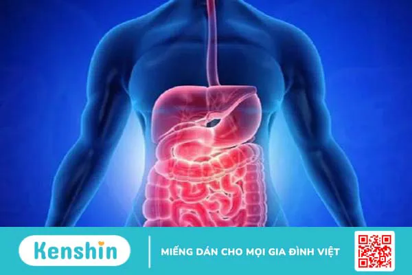 Ruột non người dài bao nhiêu mét? Chức năng của ruột non 1