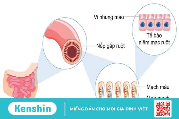 Ruột non người dài bao nhiêu mét? Chức năng của ruột non 2