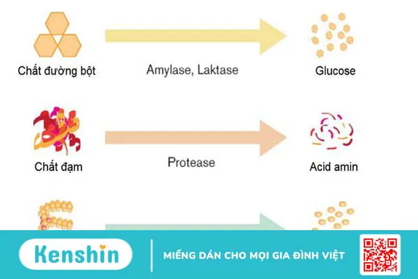 Ruột non người dài bao nhiêu mét? Chức năng của ruột non 3