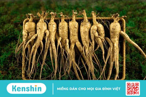 Sâm đương quy ngâm rượu và những điều cần biết