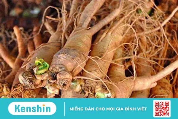 Sâm đương quy ngâm rượu và những điều cần biết