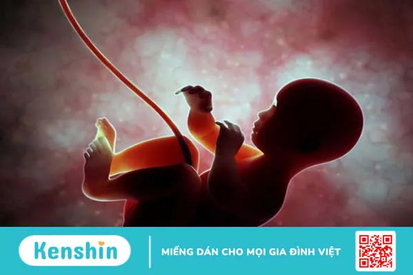 Siêu âm 2D có ảnh hưởng đến thai nhi không? 1