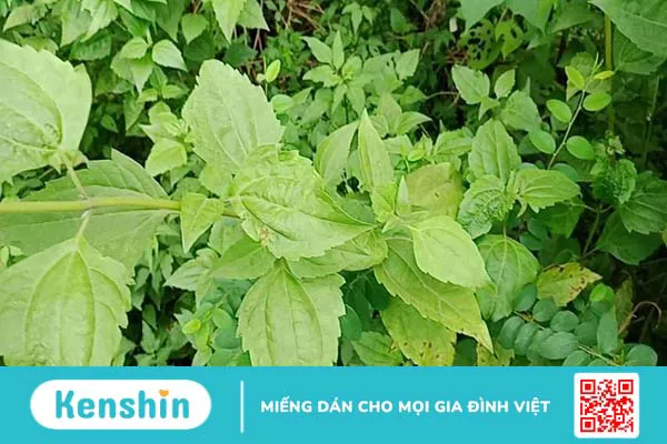 Sử dụng cây cộng sản chữa viêm xoang có hiệu quả không 1