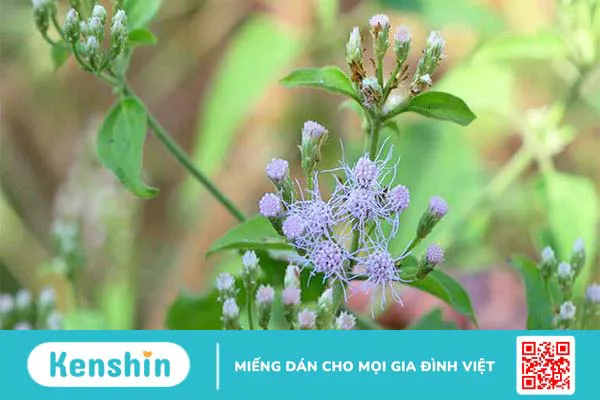 Sử dụng cây cộng sản chữa viêm xoang có hiệu quả không 2