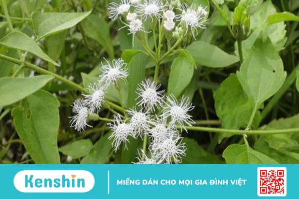 Sử dụng cây cộng sản chữa viêm xoang có hiệu quả không 3