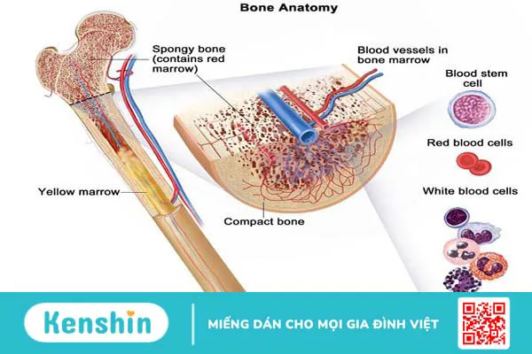 Suy tủy xương sống được bao lâu? Có chữa được không? 1