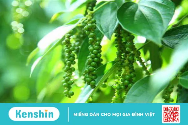 Tác dụng của tinh dầu tiêu đen-1