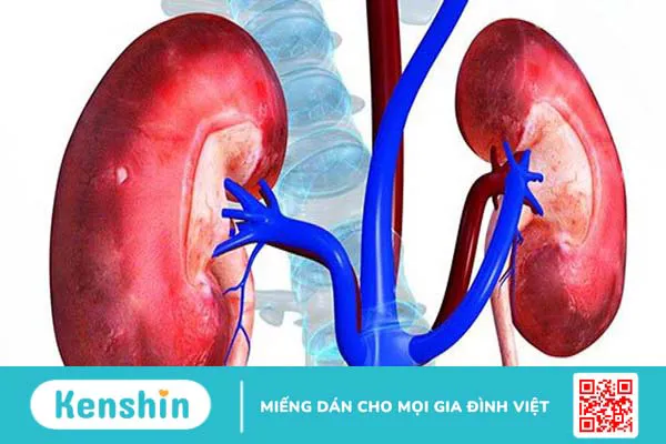 Tại sao đái tháo đường gây suy thận? Biến chứng trên thận có nguy hiểm không? 1