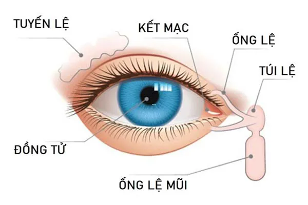 Tại sao nước mắt lại mặn? Thành phần nước mắt có gì 1