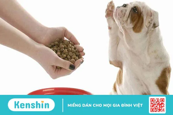 [Thắc mắc] Bệnh care ở chó có lây sang người không? 2