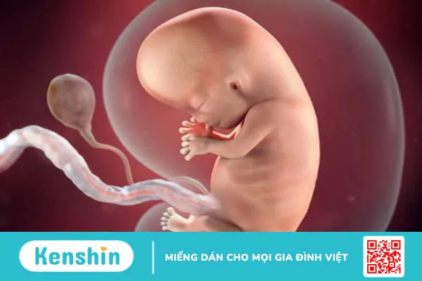 Thai lưu 9 tuần là gì? Dấu hiệu và cách phòng ngừa thai chết lưu 1