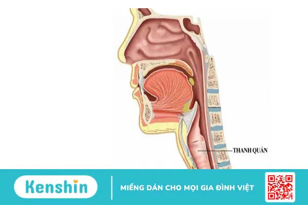 Thanh quản là gì? Thanh quản nằm ở đâu?